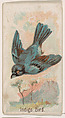 Indigo Bird, from the Zoo Birds series (E30) issued by The Philadelphia Confections Co. to promote Zoo Caramels, The Philadelphia Confections Co.  American, Commercial color lithograph