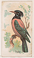 Pastor, from the Zoo Birds series (E30) issued by The Philadelphia Confections Co. to promote Zoo Caramels, The Philadelphia Confections Co.  American, Commercial color lithograph