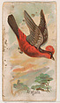 Araguira, from the Zoo Birds series (E30) issued by The Philadelphia Confections Co. to promote Zoo Caramels, The Philadelphia Confections Co.  American, Commercial color lithograph