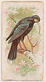 Huia, from the Zoo Birds series (E30) issued by The Philadelphia Confections Co. to promote Zoo Caramels, The Philadelphia Confections Co.  American, Commercial color lithograph
