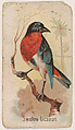 Swallow Dicaeum, from the Zoo Birds series (E30) issued by The Philadelphia Confections Co. to promote Zoo Caramels, The Philadelphia Confections Co.  American, Commercial color lithograph