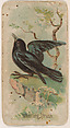 Whistling Thrush, from the Zoo Birds series (E30) issued by The Philadelphia Confections Co. to promote Zoo Caramels, The Philadelphia Confections Co.  American, Commercial color lithograph