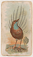 Emeu Wren, from the Zoo Birds series (E30) issued by The Philadelphia Confections Co. to promote Zoo Caramels, The Philadelphia Confections Co.  American, Commercial color lithograph
