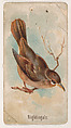Nightingale, from the Zoo Birds series (E30) issued by The Philadelphia Confections Co. to promote Zoo Caramels, The Philadelphia Confections Co.  American, Commercial color lithograph
