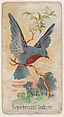 Purple-breasted Chatterer, from the Zoo Birds series (E30) issued by The Philadelphia Confections Co. to promote Zoo Caramels, The Philadelphia Confections Co.  American, Commercial color lithograph