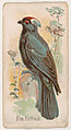 Blue Bullfinch, from the Zoo Birds series (E30) issued by The Philadelphia Confections Co. to promote Zoo Caramels, The Philadelphia Confections Co.  American, Commercial color lithograph