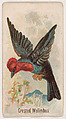 Crested Malimbus, from the Zoo Birds series (E30) issued by The Philadelphia Confections Co. to promote Zoo Caramels, The Philadelphia Confections Co.  American, Commercial color lithograph