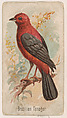 Brazilian Tanager, from the Zoo Birds series (E30) issued by The Philadelphia Confections Co. to promote Zoo Caramels, The Philadelphia Confections Co.  American, Commercial color lithograph