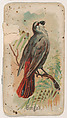 Bengali, from the Zoo Birds series (E30) issued by The Philadelphia Confections Co. to promote Zoo Caramels, The Philadelphia Confections Co.  American, Commercial color lithograph