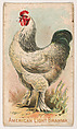 American Light Brahma, from the Zoo Fowls series (E31) issued by The Philadelphia Confections Co. to promote Zoo Caramels, The Philadelphia Confections Co. American, Commercial color lithograph