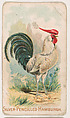 Silver-Pencilled Hamburgh, from the Zoo Fowls series (E31) issued by The Philadelphia Confections Co. to promote Zoo Caramels, The Philadelphia Confections Co. American, Commercial color lithograph