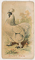 Silky Hen, from the Zoo Fowls series (E31) issued by The Philadelphia Confections Co. to promote Zoo Caramels, The Philadelphia Confections Co.  American, Commercial color lithograph