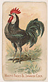 White-Faced Black Spanish Cock, from the Zoo Fowls series (E31) issued by The Philadelphia Confections Co. to promote Zoo Caramels, The Philadelphia Confections Co.  American, Commercial color lithograph