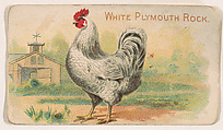 White Plymouth Rock, from the Zoo Fowls series (E31) issued by The Philadelphia Confections Co. to promote Zoo Caramels, The Philadelphia Confections Co.  American, Commercial color lithograph