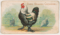 Dark Brahma Cockerel, from the Zoo Fowls series (E31) issued by The Philadelphia Confections Co. to promote Zoo Caramels, The Philadelphia Confections Co. American, Commercial color lithograph