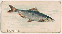 Sardine, from the Zoo Fish series (E32) issued by The Philadelphia Confections Co. to promote Zoo Caramels, The Philadelphia Confections Co. American, Commercial color lithograph