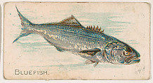 Bluefish, from the Zoo Fish series (E32) issued by The Philadelphia Confections Co. to promote Zoo Caramels, The Philadelphia Confections Co. American, Commercial color lithograph