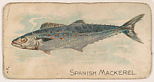 Spanish Mackerel, from the Zoo Fish series (E32) issued by The Philadelphia Confections Co. to promote Zoo Caramels, The Philadelphia Confections Co. American, Commercial color lithograph