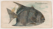Moonfish, from the Zoo Fish series (E32) issued by The Philadelphia Confections Co. to promote Zoo Caramels, The Philadelphia Confections Co. American, Commercial color lithograph