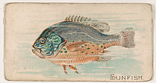 Sunfish, from the Zoo Fish series (E32) issued by The Philadelphia Confections Co. to promote Zoo Caramels, The Philadelphia Confections Co. American, Commercial color lithograph