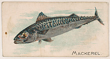 Mackerel, from the Zoo Fish series (E32) issued by The Philadelphia Confections Co. to promote Zoo Caramels, The Philadelphia Confections Co. American, Commercial color lithograph