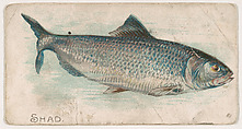 Shad, from the Zoo Fish series (E32) issued by The Philadelphia Confections Co. to promote Zoo Caramels, The Philadelphia Confections Co. American, Commercial color lithograph