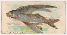 Flying Fish, from the Zoo Fish series (E32) issued by The Philadelphia Confections Co. to promote Zoo Caramels, The Philadelphia Confections Co. American, Commercial color lithograph