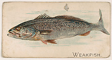 Weakfish, from the Zoo Fish series (E32) issued by The Philadelphia Confections Co. to promote Zoo Caramels, The Philadelphia Confections Co. American, Commercial color lithograph