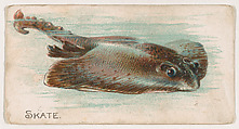 Skate, from the Zoo Fish series (E32) issued by The Philadelphia Confections Co. to promote Zoo Caramels, The Philadelphia Confections Co. American, Commercial color lithograph
