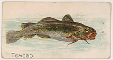 Tomcod, from the Zoo Fish series (E32) issued by The Philadelphia Confections Co. to promote Zoo Caramels, The Philadelphia Confections Co. American, Commercial color lithograph