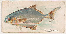 Pampano, from the Zoo Fish series (E32) issued by The Philadelphia Confections Co. to promote Zoo Caramels, The Philadelphia Confections Co.  American, Commercial color lithograph