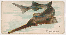 Sawfish, from the Zoo Fish series (E32) issued by The Philadelphia Confections Co. to promote Zoo Caramels, The Philadelphia Confections Co. American, Commercial color lithograph