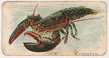 Lobster, from the Zoo Fish series (E32) issued by The Philadelphia Confections Co. to promote Zoo Caramels, The Philadelphia Confections Co. American, Commercial color lithograph