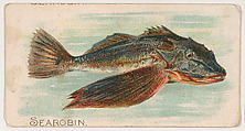 Sea Robin, from the Zoo Fish series (E32) issued by The Philadelphia Confections Co. to promote Zoo Caramels, The Philadelphia Confections Co. American, Commercial color lithograph