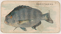 Sheepshead, from the Zoo Fish series (E32) issued by The Philadelphia Confections Co. to promote Zoo Caramels, The Philadelphia Confections Co.  American, Commercial color lithograph