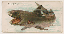 Shark, from the Zoo Fish series (E32) issued by The Philadelphia Confections Co. to promote Zoo Caramels, The Philadelphia Confections Co.  American, Commercial color lithograph