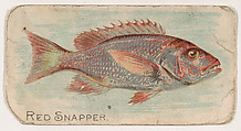 Red Snapper, from the Zoo Fish series (E32) issued by The Philadelphia Confections Co. to promote Zoo Caramels, The Philadelphia Confections Co.  American, Commercial color lithograph