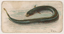 Eel, from the Zoo Fish series (E32) issued by The Philadelphia Confections Co. to promote Zoo Caramels, The Philadelphia Confections Co.  American, Commercial color lithograph