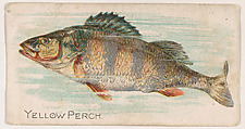 Yellow Perch, from the Zoo Fish series (E32) issued by The Philadelphia Confections Co. to promote Zoo Caramels, The Philadelphia Confections Co.  American, Commercial color lithograph