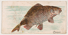 Carp, from the Zoo Fish series (E32) issued by The Philadelphia Confections Co. to promote Zoo Caramels, The Philadelphia Confections Co.  American, Commercial color lithograph