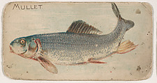 Mullet, from the Zoo Fish series (E32) issued by The Philadelphia Confections Co. to promote Zoo Caramels, The Philadelphia Confections Co. American, Commercial color lithograph