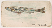 Whitebait, from the Zoo Fish series (E32) issued by The Philadelphia Confections Co. to promote Zoo Caramels, The Philadelphia Confections Co. American, Commercial color lithograph