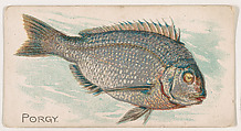 Porgy, from the Zoo Fish series (E32) issued by The Philadelphia Confections Co. to promote Zoo Caramels, The Philadelphia Confections Co. American, Commercial color lithograph