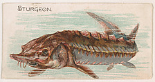 Sturgeon, from the Zoo Fish series (E32) issued by The Philadelphia Confections Co. to promote Zoo Caramels, The Philadelphia Confections Co. American, Commercial color lithograph