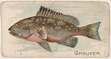 Grouper, from the Zoo Fish series (E32) issued by The Philadelphia Confections Co. to promote Zoo Caramels, The Philadelphia Confections Co. American, Commercial color lithograph