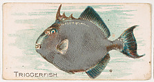 Triggerfish, from the Zoo Fish series (E32) issued by The Philadelphia Confections Co. to promote Zoo Caramels, The Philadelphia Confections Co.  American, Commercial color lithograph