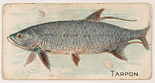 Tarpon, from the Zoo Fish series (E32) issued by The Philadelphia Confections Co. to promote Zoo Caramels, The Philadelphia Confections Co.  American, Commercial color lithograph