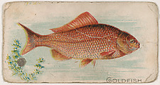 Goldfish, from the Zoo Fish series (E32) issued by The Philadelphia Confections Co. to promote Zoo Caramels, The Philadelphia Confections Co. American, Commercial color lithograph