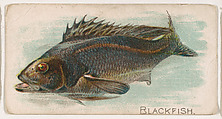Blackfish, from the Zoo Fish series (E32) issued by The Philadelphia Confections Co. to promote Zoo Caramels, The Philadelphia Confections Co. American, Commercial color lithograph