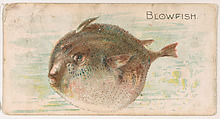 Blowfish, from the Zoo Fish series (E32) issued by The Philadelphia Confections Co. to promote Zoo Caramels, The Philadelphia Confections Co. American, Commercial color lithograph